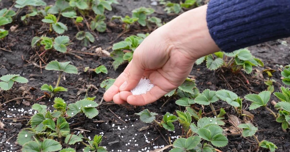 Подкормка клубники весной: 7 полезных советов и рекомендаций для урожая | malino-v.ru